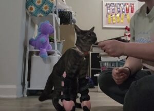 Il gattino è nato con le zampette deformi, ma può muovere i primi passi grazie a un accessorio speciale