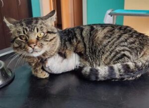 Il gatto con la zampa spezzata ha un colpo di fortuna e incrocia una donna che cambia per sempre la sua vita