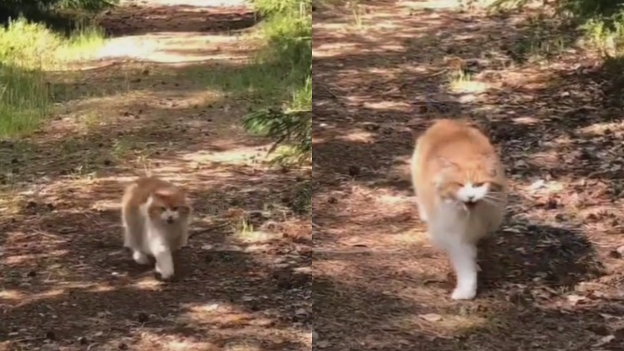 gatto esce da solo di casa