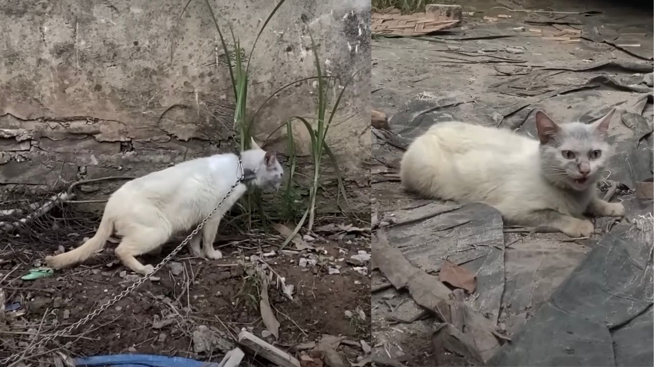 Gatto bianco con la catena al collo