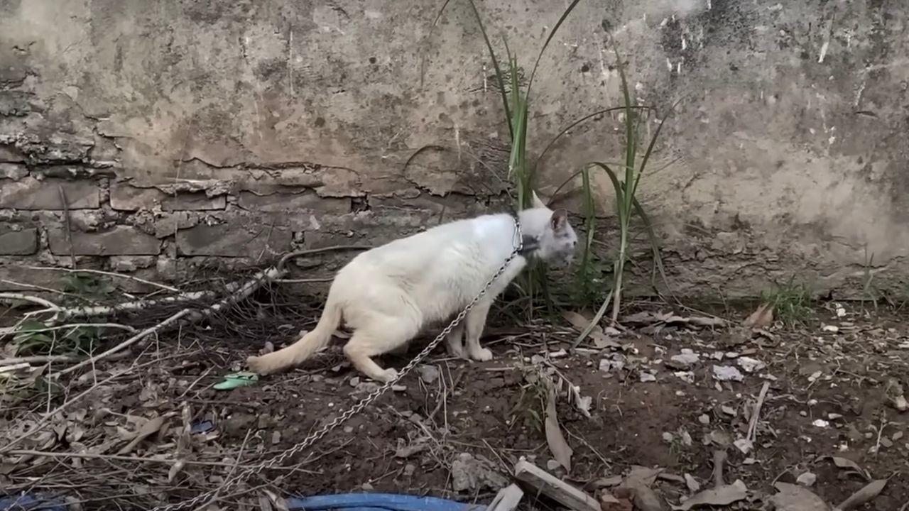 Gatto immobilizzato da una catena al collo 