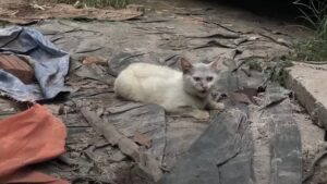 Il gatto in catene ha avvistato il suo soccorritore e ha deciso: non l’avrebbe più lasciato andare – Video