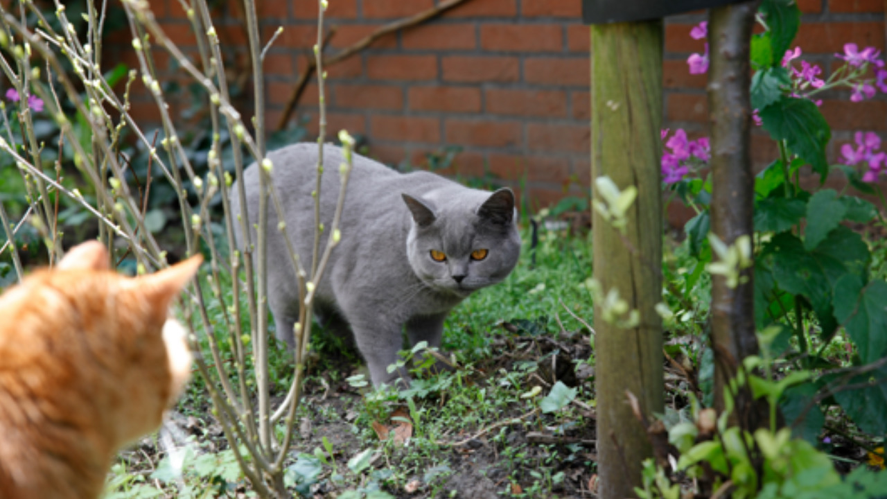 Gatto nella natura