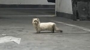 Il gatto randagio con le zampette corte arriva nel parcheggio: bisognava salvarlo immediatamente – Video