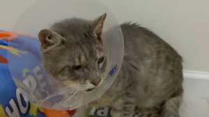 Il gatto randagio gravemente ferito al muso aveva bisogno di un aiuto urgente per farcela – Video