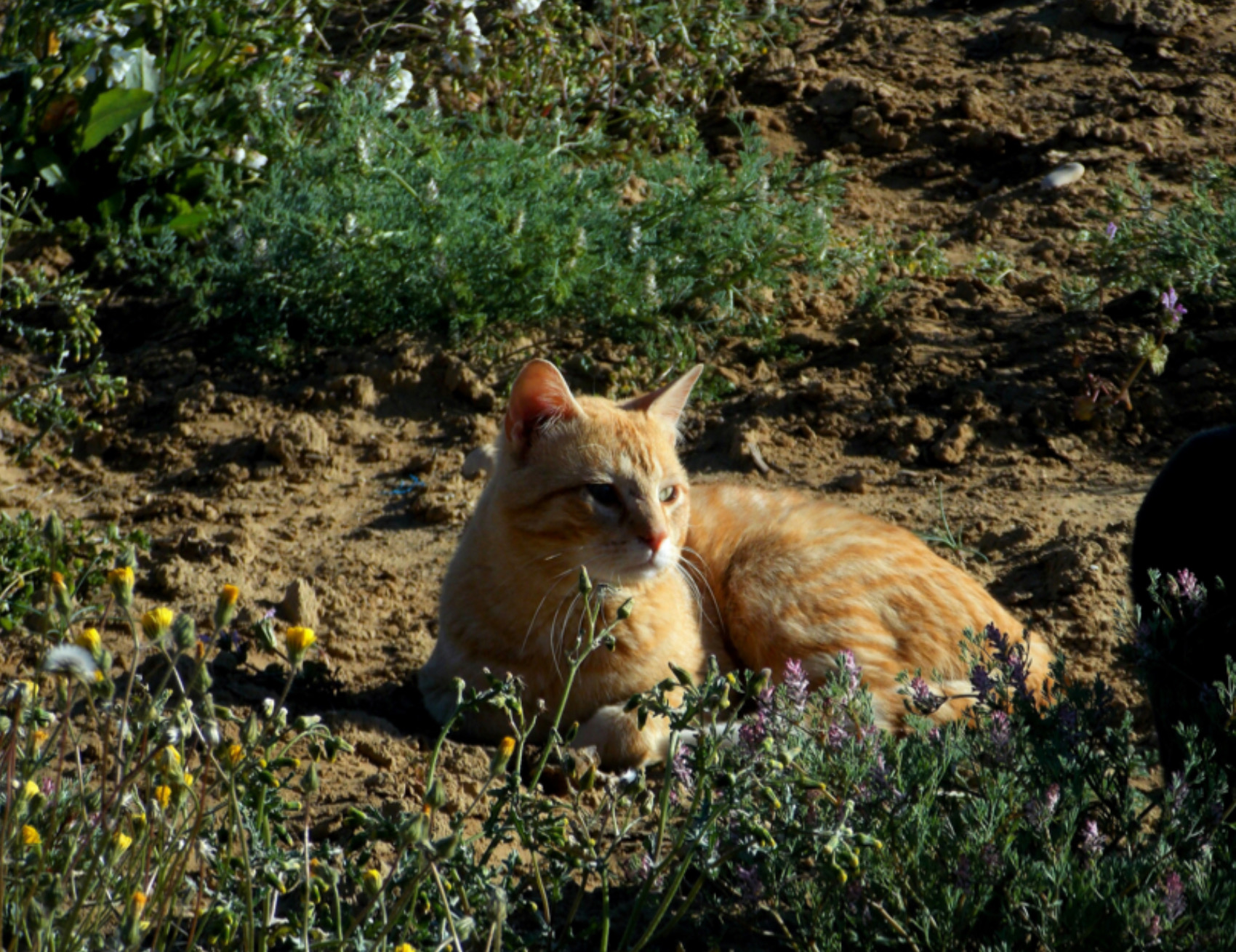 Gatto seduto