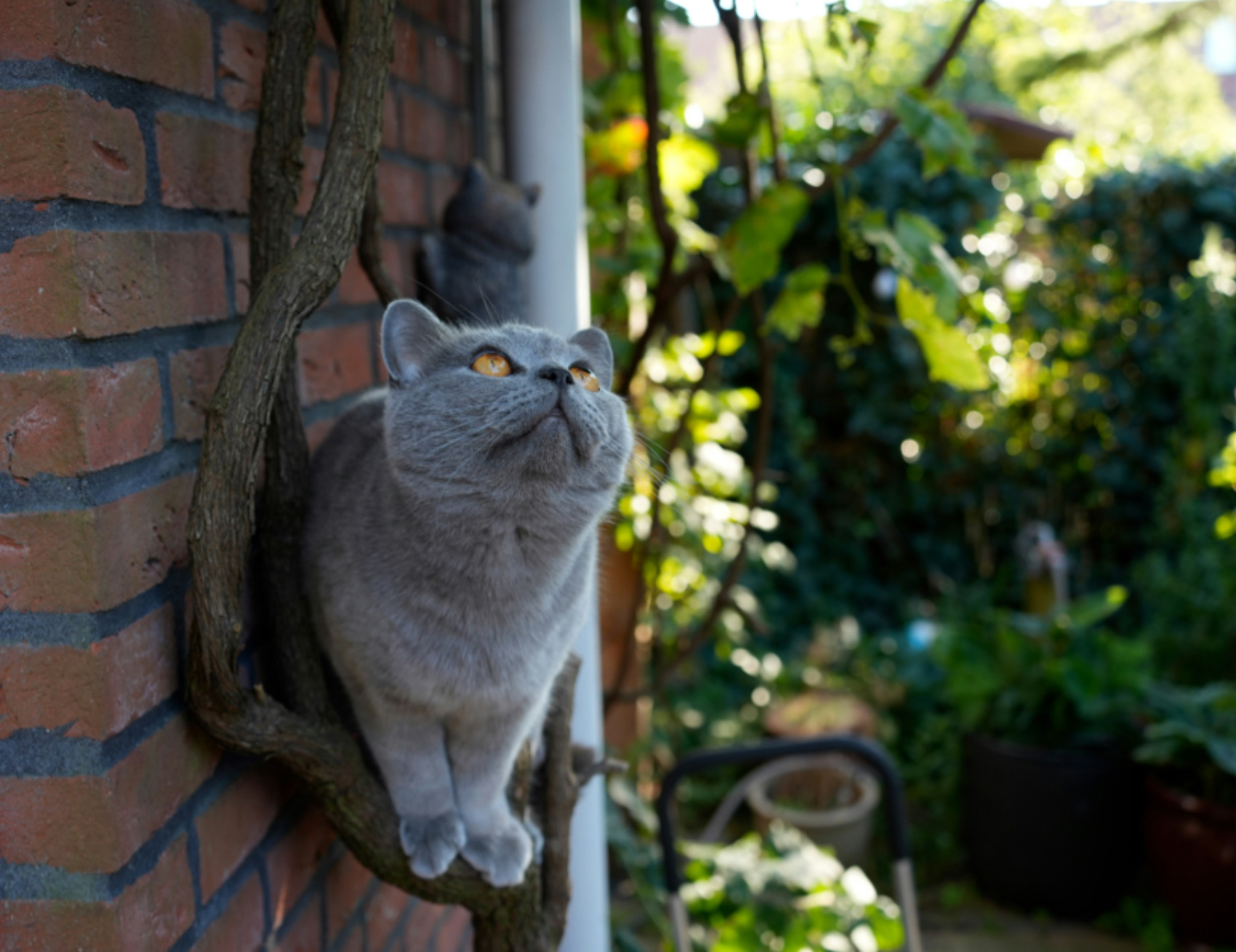 Gatto guarda in aria