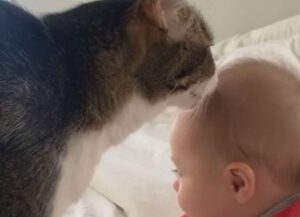 Il momento in cui il gatto e il bimbo stringono un vero legame scioglie i cuori di chi li guarda