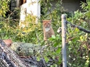 Il momento in cui il gatto si riunisce alla sua mamma dopo una catastrofe naturale è pura tenerezza