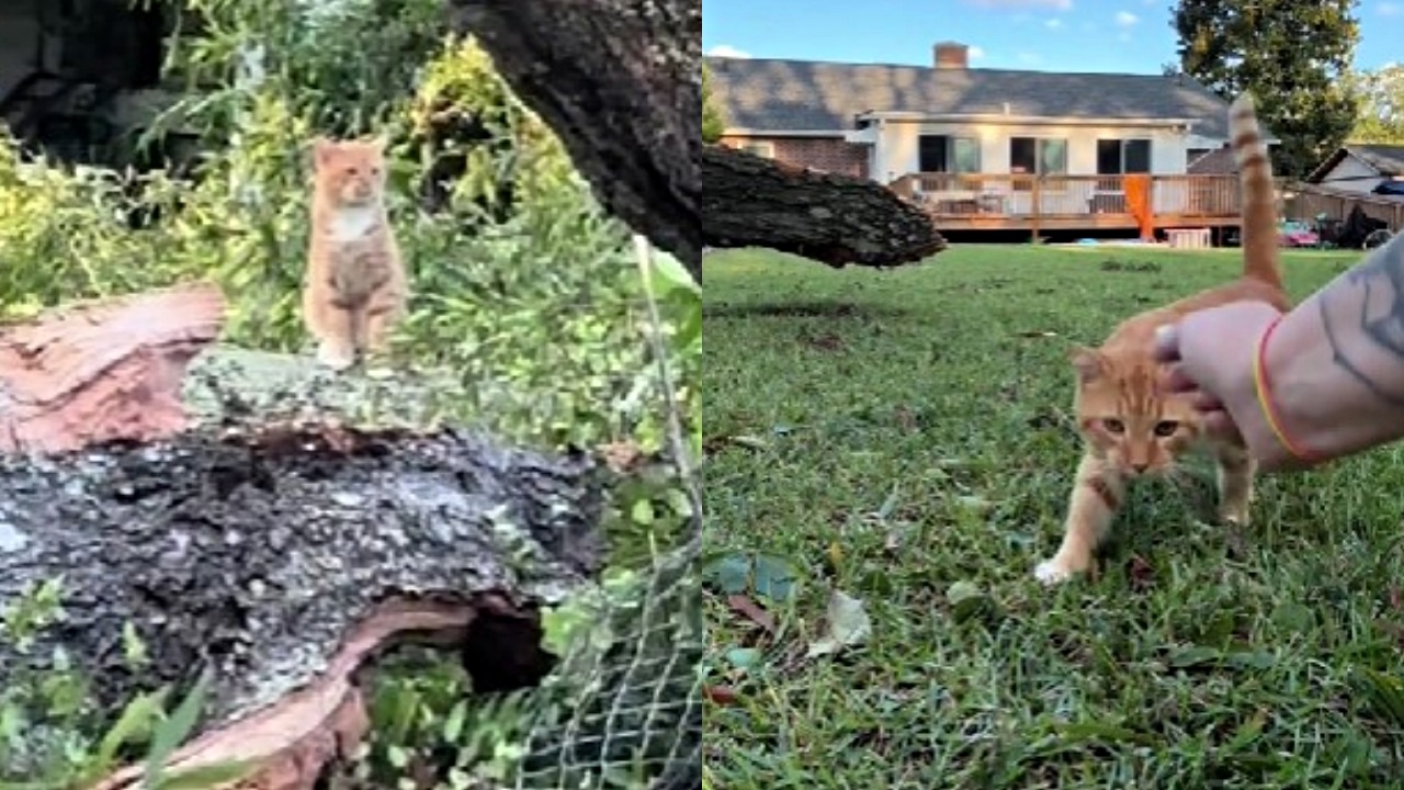 gatto riabbraccia umana dopo catastrofe