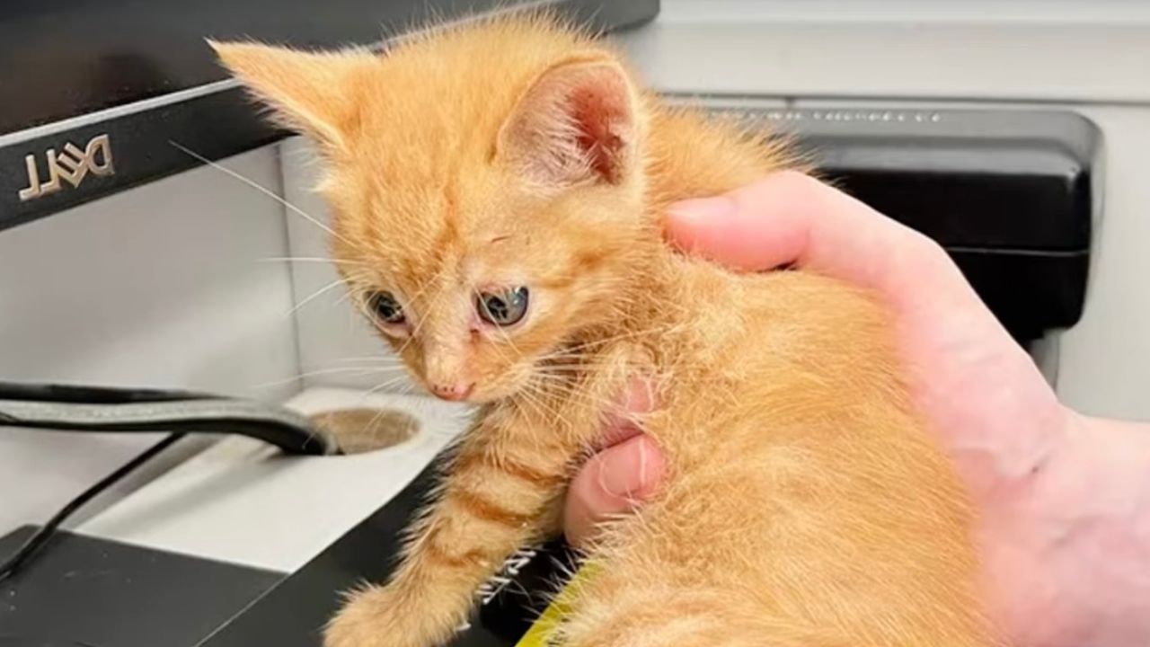 Gattino arancione in mano