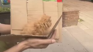 La povera gattina randagia non riusciva a vedere nulla: stava seduto sul ciglio della strada aspettandosi il peggio – Video