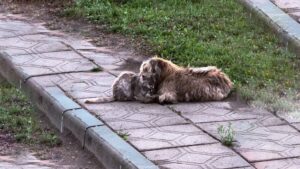 In difficoltà, il gatto ha trovato un amico inatteso che ha fatto di tutto perché sopravvivessero entrambi – Video