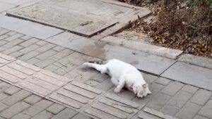 Investito da un’auto il povero gatto randagio si contorce per il dolore, finché qualcuno non lo nota – Video