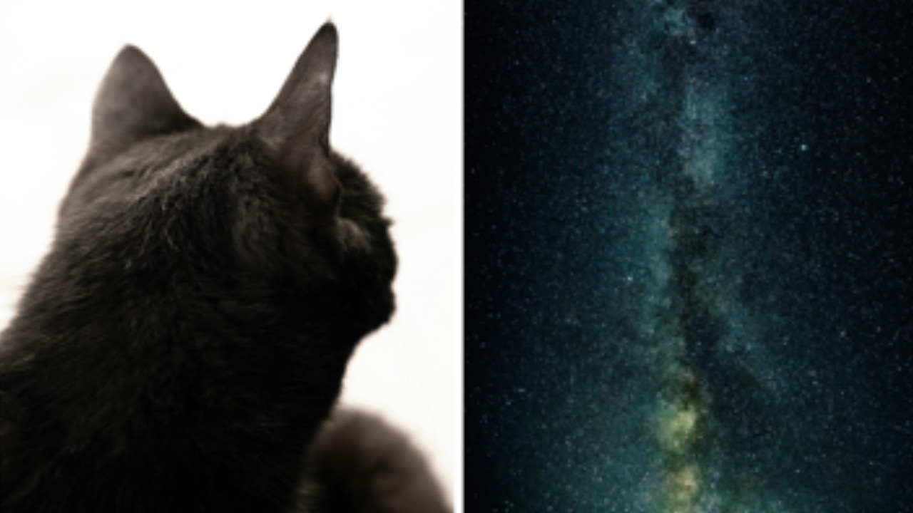 Gatto guarda le stelle