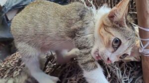 Lo hanno trovato crudelmente intrappolato: il gattino aveva paura di tutto e di tutti – Video