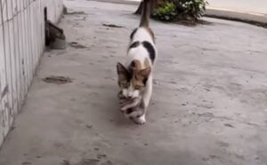 Mamma gatta ferma dei soccorritori per strada: “Vi prego, aiutate i miei piccoli” – Video