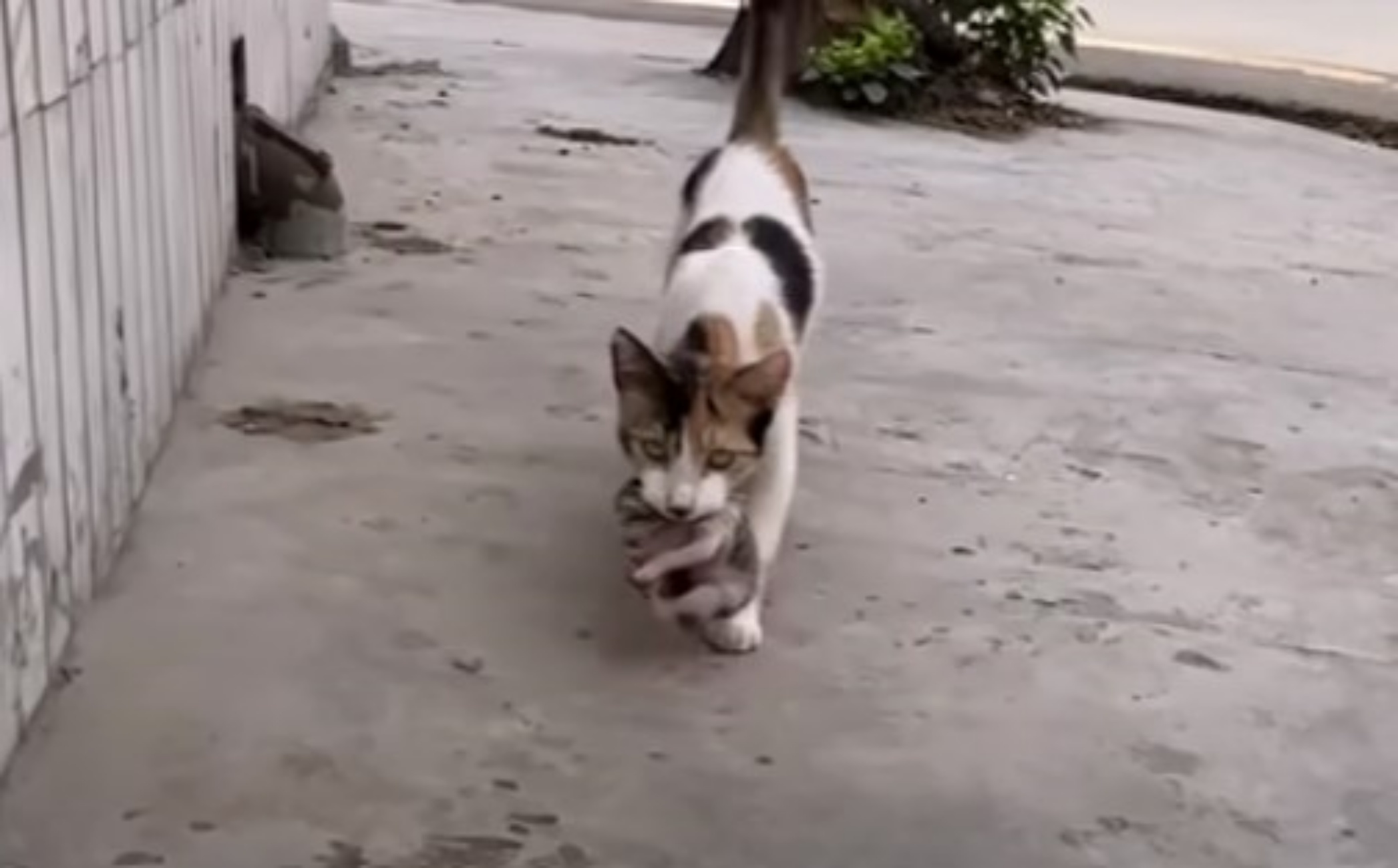 mamma gatta chiede aiuto ai soccorritori