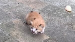 Ormai moribondo, il povero gattino veniva tormentato dalle mosche e non riusciva a reagire – Video