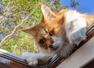 Questo Maine Coon e il suo papà sordo stanno vivendo delle avventure fantastiche in giro per il mondo