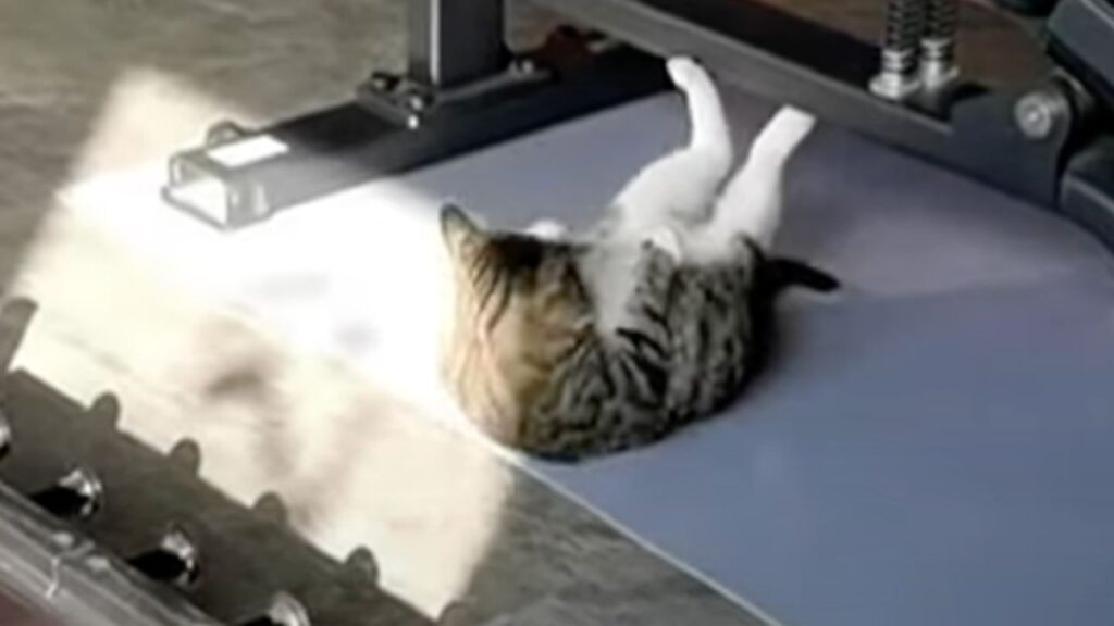 gatto in palestra