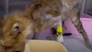 Randagio e con una malattia al fegato, il povero gatto è stato lasciato da solo nell’indifferenza generale – Video