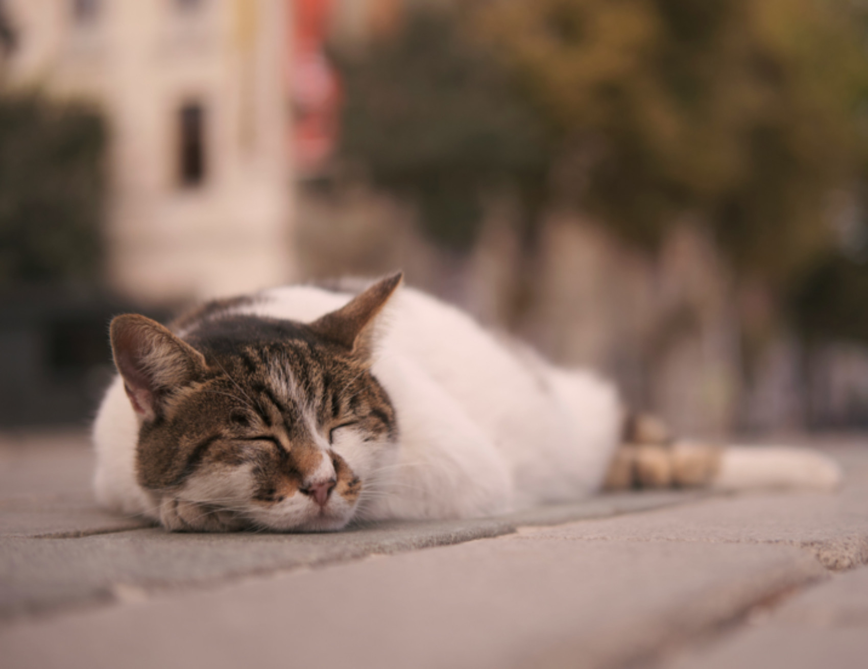 Gatto sdraiato per terra