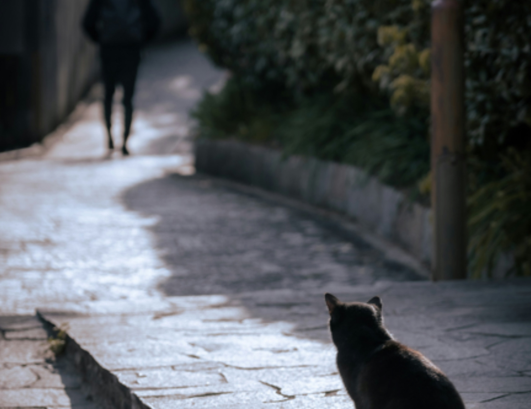 Gatto guarda l’umano