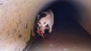 Senza timore, mamma gatta si è lanciata più volte in acqua per difendere i suoi amati gattini – Video