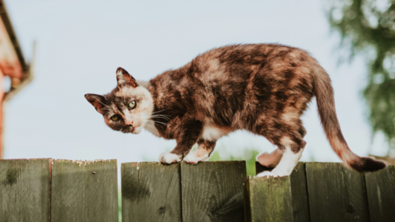 Gatto sta in piedi