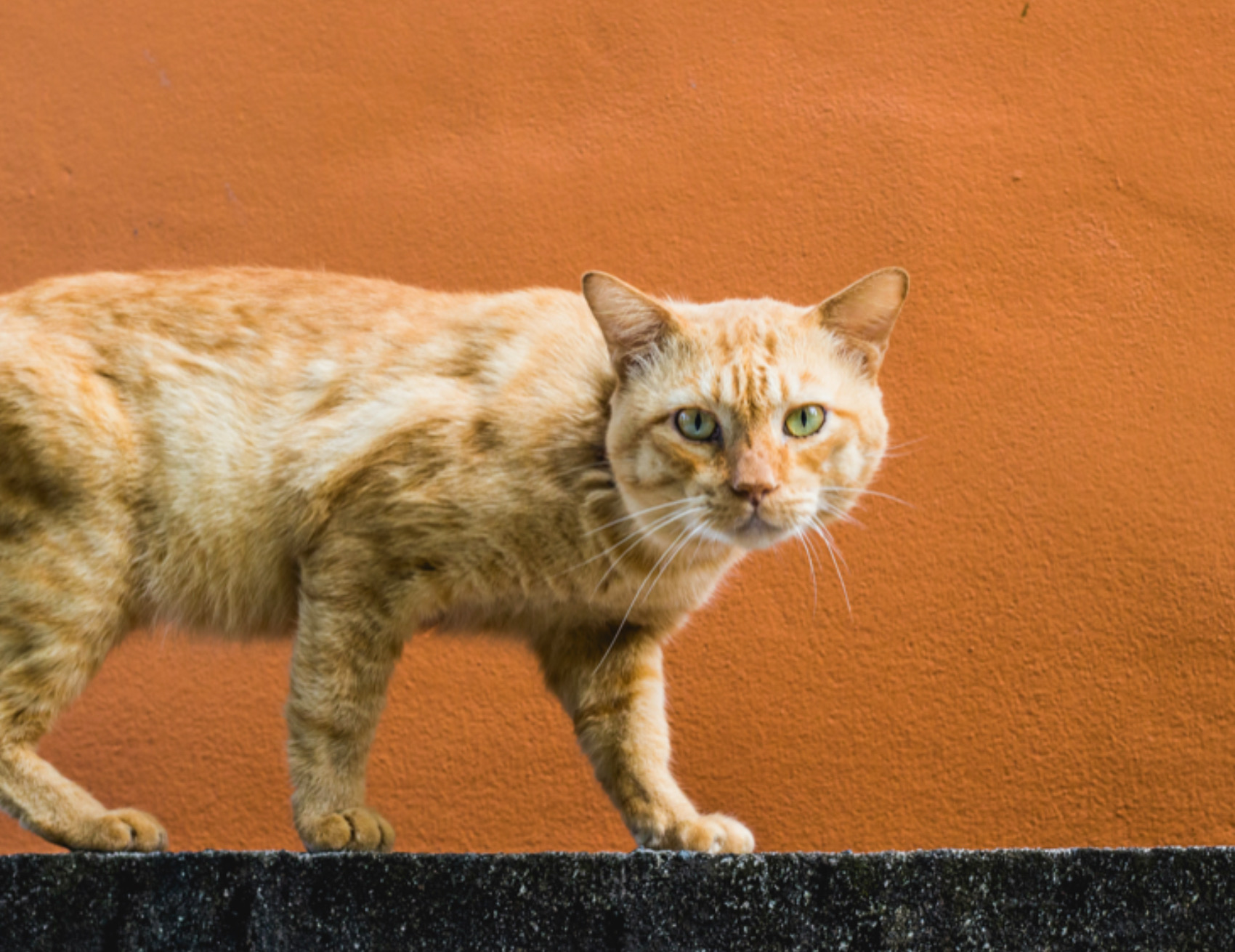 Gatto guarda avanti