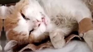 Vittima di un branco di cani, il gatto era in condizioni pietose: poi tutto è cambiato – Video