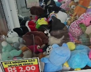 Volevano un peluche dalla macchinetta, ma l’artiglio ha afferrato un gatto: non se lo aspettavano di certo