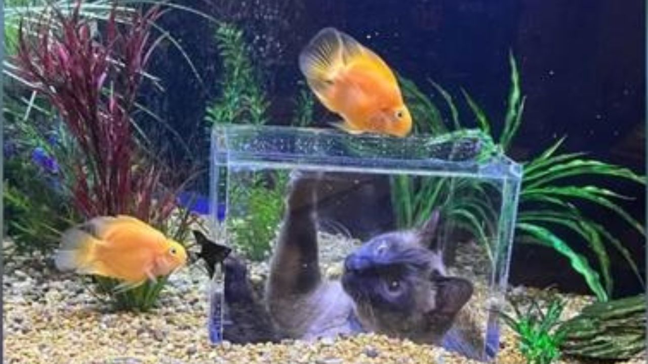 acquario con finestra per gatto