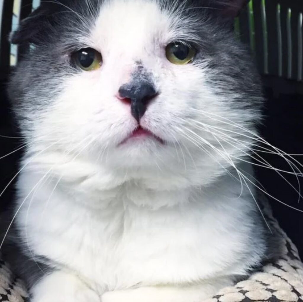 un gatto bianco e grigio