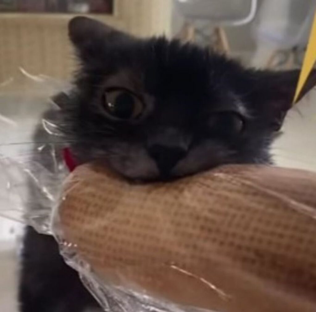 un gatto morde il pane