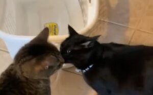 Il gatto si riunisce con suo fratello e tra loro c’è un momento davvero bellissimo (VIDEO)