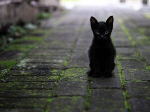 E tu sai perché il gatto nero è considerato un simbolo di Halloween?