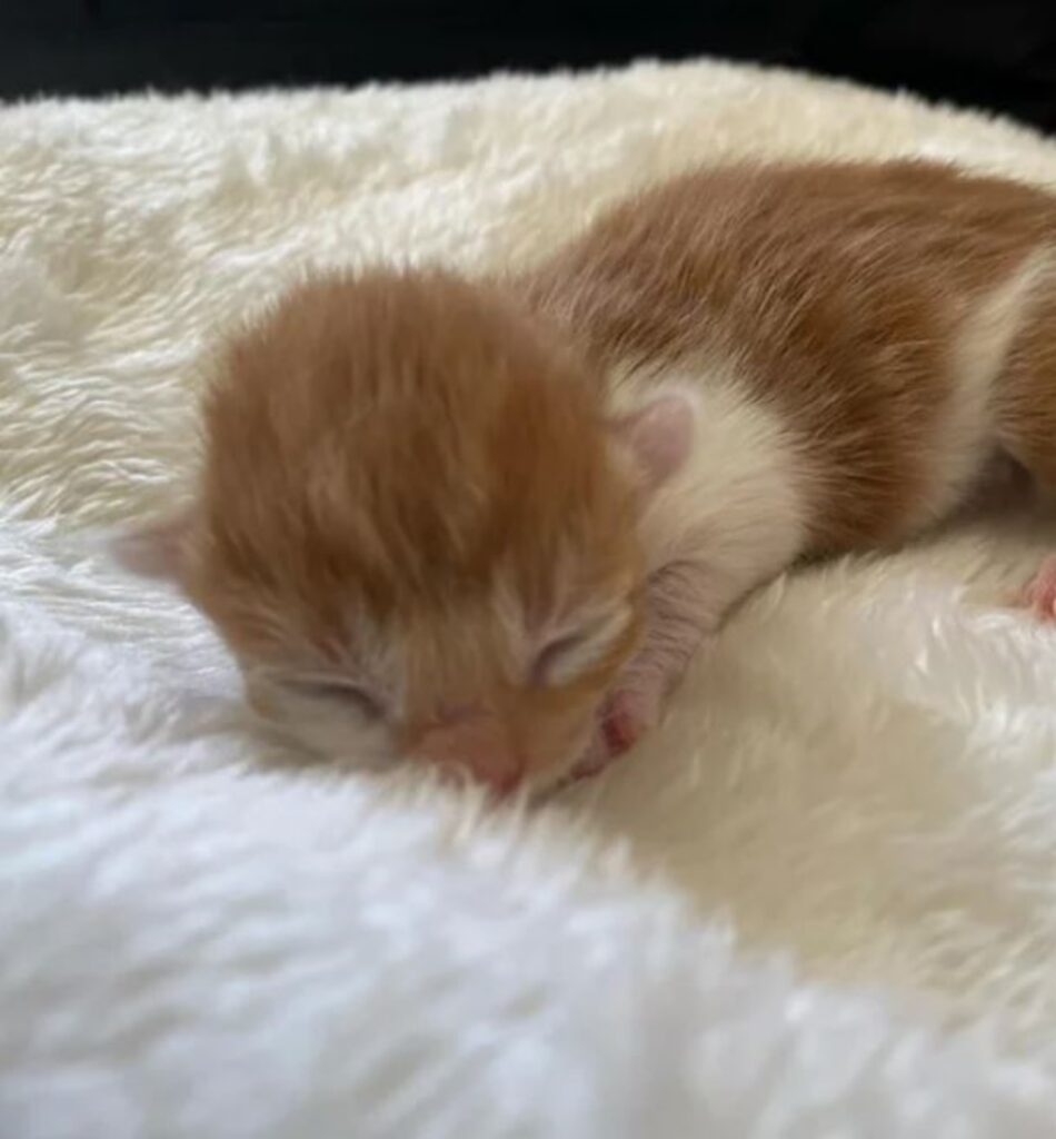 un gattino arancione 