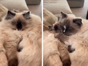 Questa Ragdoll fa sciogliere tutti adottando un gattino e trattandolo come un figlio