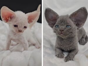 I gattini Devon Rex appena nati sono diventati qualcosa che nessuno può smettere di guardare