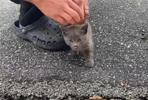 Il gattino si avvicina all’uomo nel suo cortile, sfiorandogli le gambe: poi gli fa capire che non vuole andare da nessuna parte