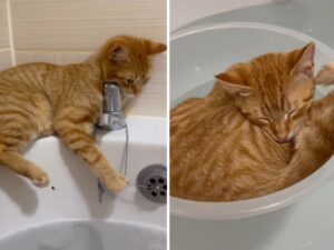 Il gatto arancione ha deciso di assumere un ruolo speciale (ed esilarante) quando la sua mamma fa il bagno