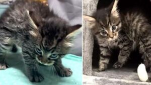 Il gattino selvatico mostra il suo lato più giocoso riuscendo a guadagnarsi una casa per sempre