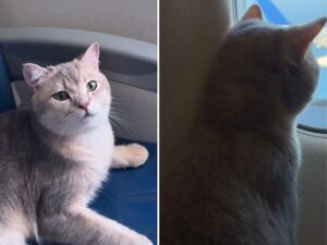 Il modo in cui questo gattino British Shorthair si comporta durante il volo è pura ispirazione