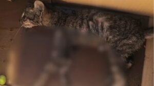 Gatto attaccato all’asfalto: era incollato alla strada, ora è al sicuro a Eboli