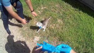 Gatto con la testa incastrata nel barattolo salvato dalla polizia