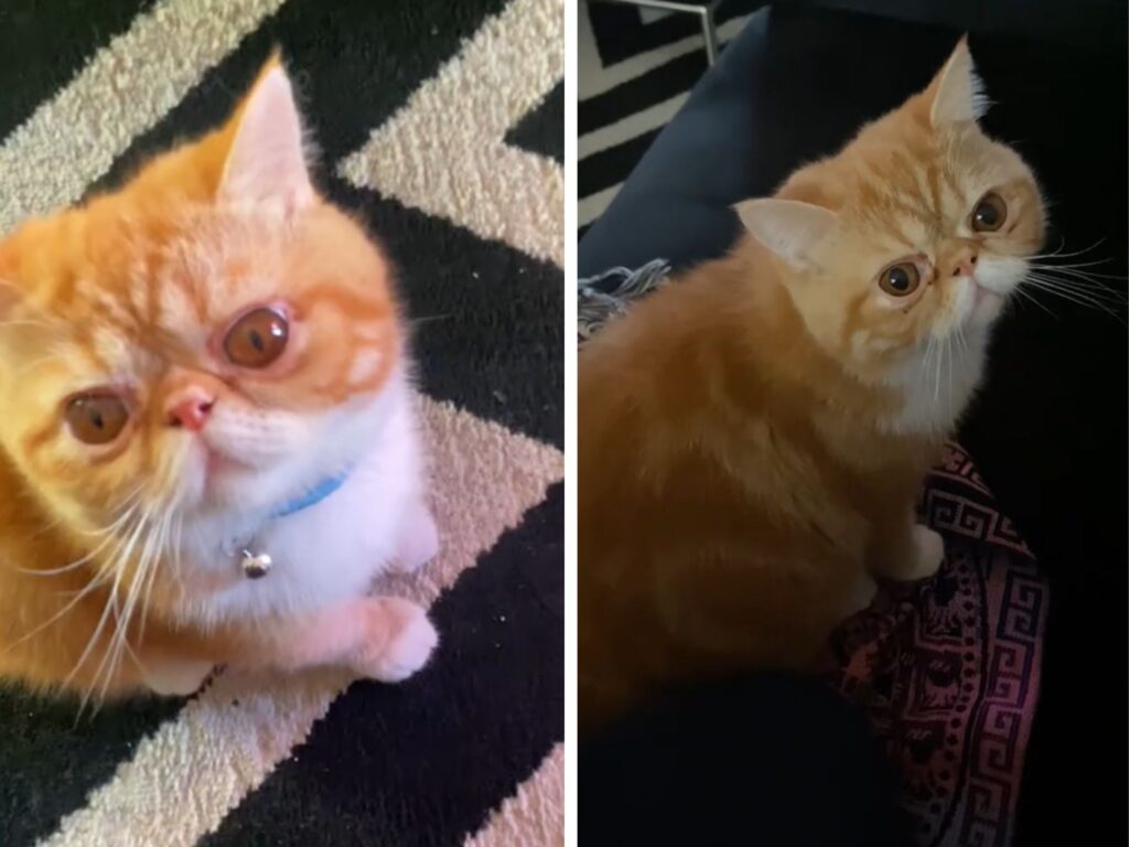 I versi di questo Exotic Shorthair sono così particolari che conquistano chiunque li ascolti