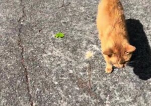 Gatto di 18 anni non può entrare in casa, ma lui saluta lo stesso gli ospiti