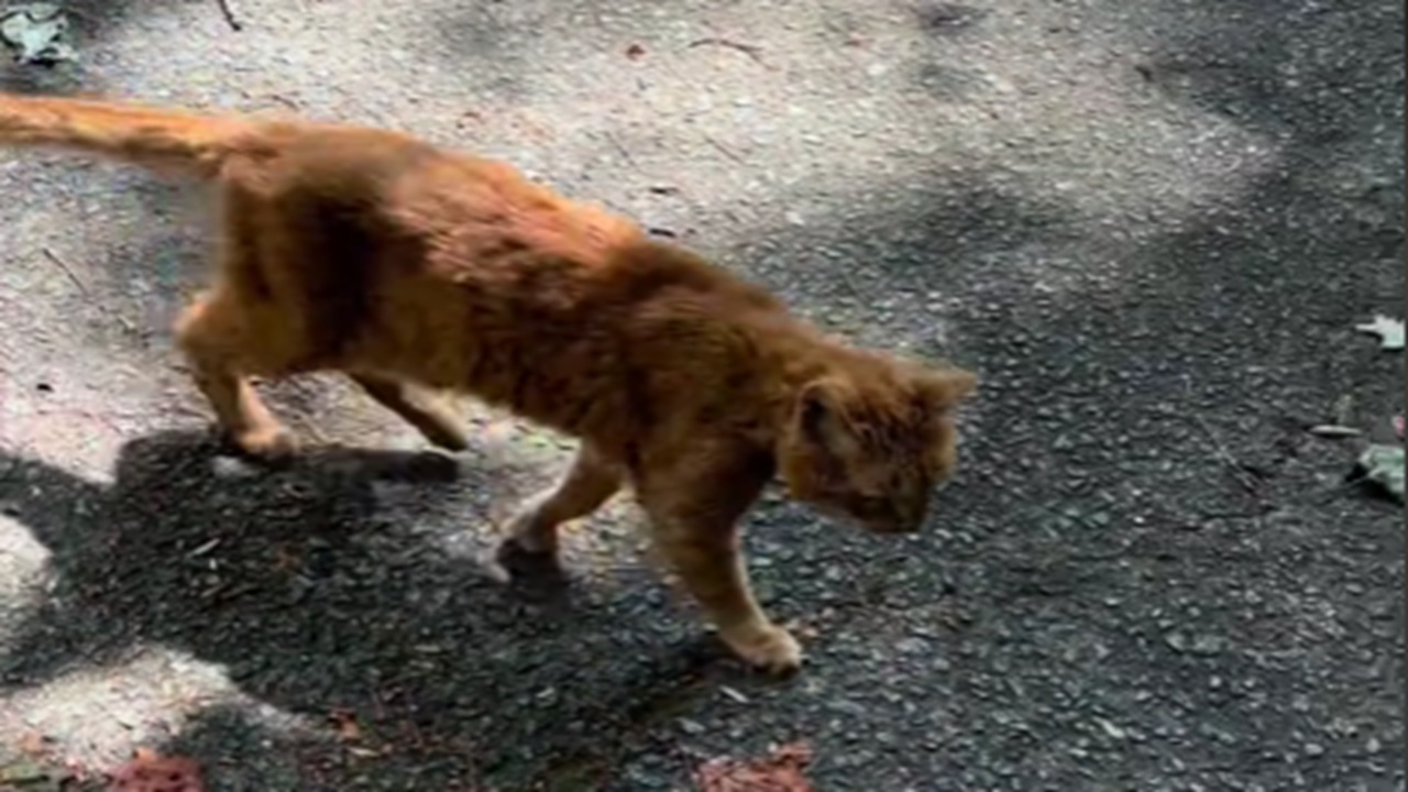 Gatto rosso con la pelliccia